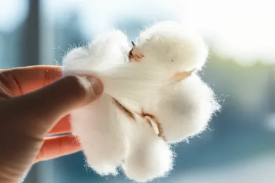 Illustration fluffed - Image 1