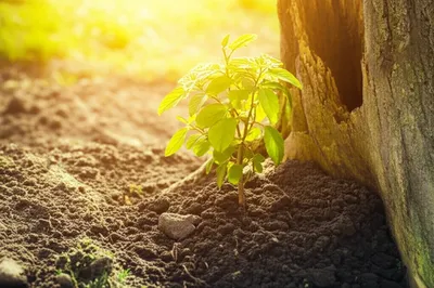 Illustration restoring - Image 1