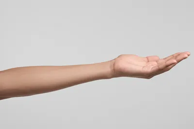 Illustration forearms - Image 1