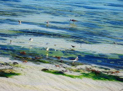 Illustration littoral