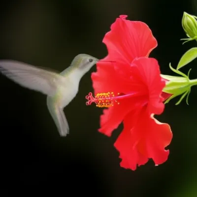 Illustration reappearing