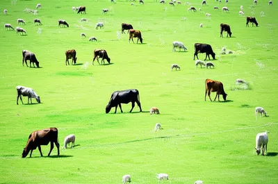 Illustration pastures - Image 1