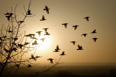 Illustration adjourned - Image 1