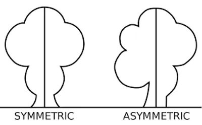Illustration dissymmetry - Image 2
