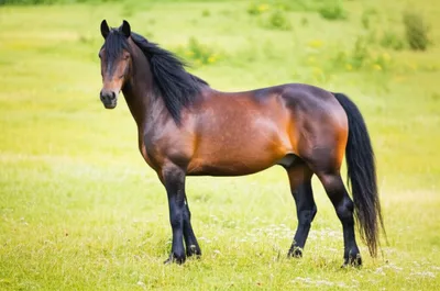 Illustration stallion