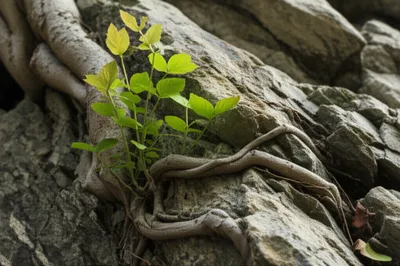 Illustration inherently