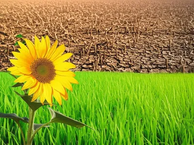 Illustration wasted - Image 1