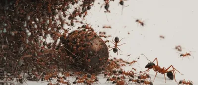 Illustration rushed - Image 1