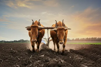 Illustration yoked - Image 1