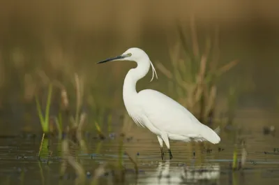 Illustration aigrette - Image 1