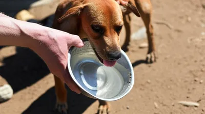 Illustration merciful