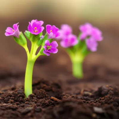 Illustration blossomed