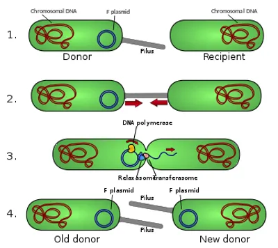Illustration conjugation - Image 2
