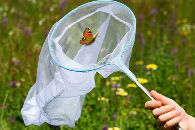 Illustration catches - Image 1