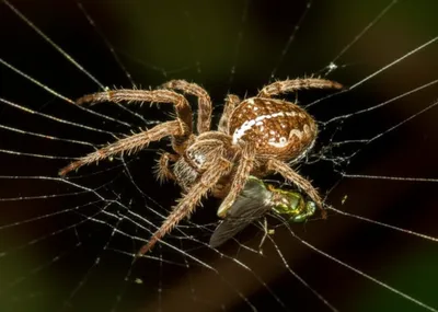 Illustration spider - Image 1