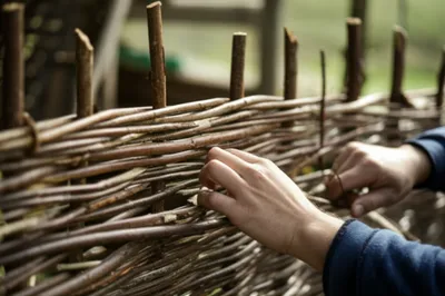 Illustration wattle - Image 1