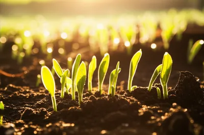 Illustration sweeten - Image 1