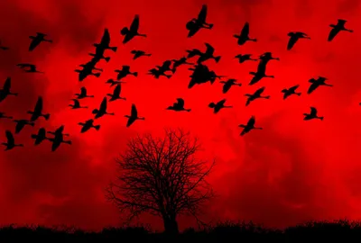 Illustration augury - Image 1