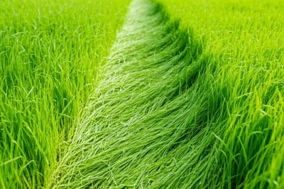 Illustration trails - Image 1