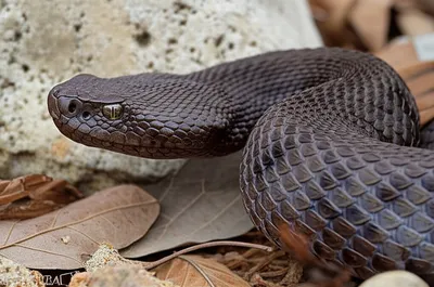 Illustration viper - Image 1