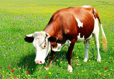 Illustration herbivorous