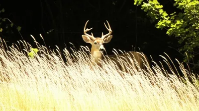 Illustration glimpsed - Image 1