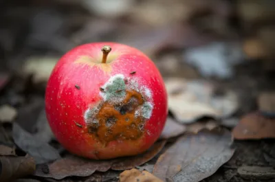 Illustration decays - Image 1