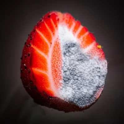 Illustration rots - Image 1