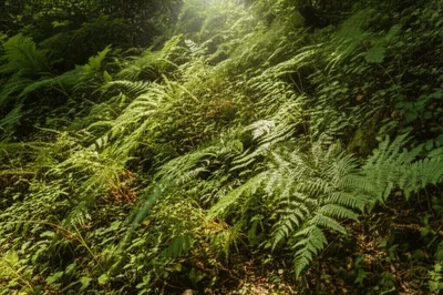 Illustration brakes - Image 1