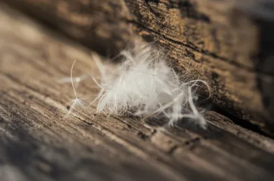 Illustration flues - Image 1