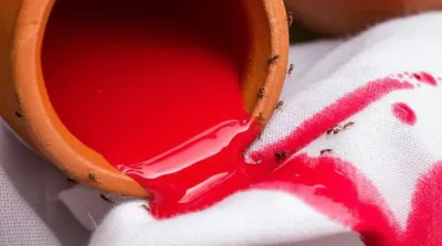 Illustration cochineal - Image 1