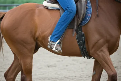 Illustration legged - Image 1