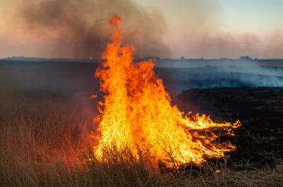 Illustration lowed - Image 1