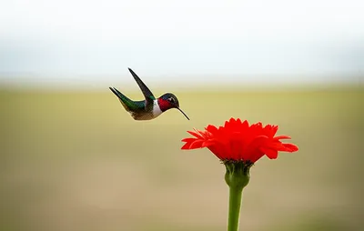 Illustration tastes - Image 1