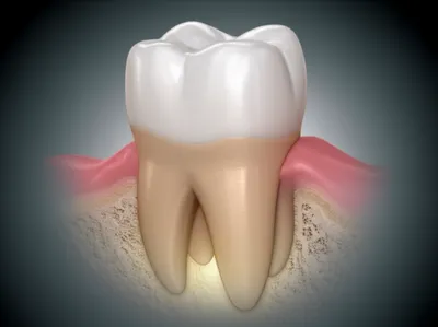 Illustration root - Image 1