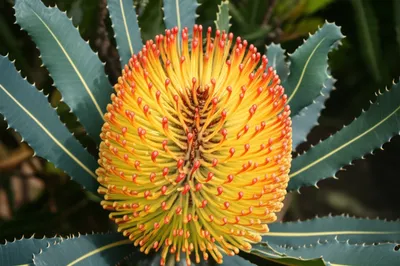 Illustration banksia