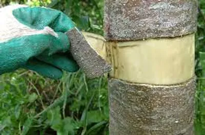 Illustration ring - Image 4