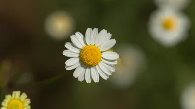 Illustration pellitory - Image 1