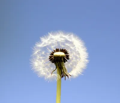 Illustration unjoined - Image 1