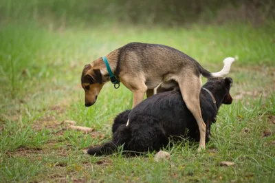 Illustration covers - Image 1