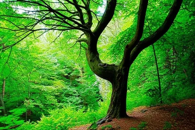 Illustration deformity - Image 1