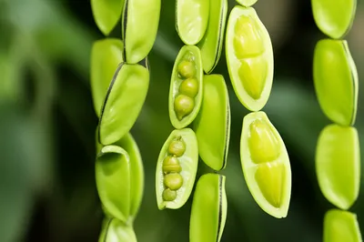 Illustration pods - Image 1