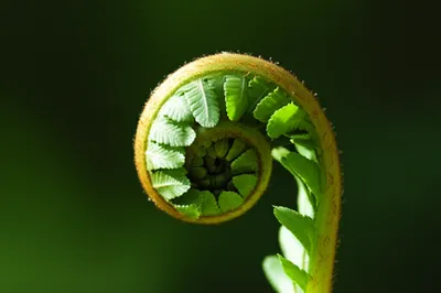 Illustration frond - Image 1