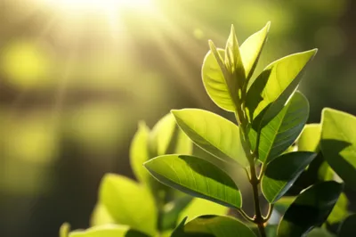 Illustration absorbing - Image 1