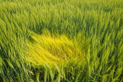 Illustration icterus - Image 1