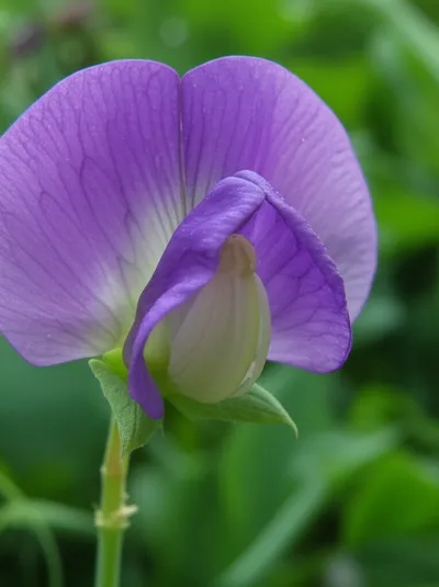 Illustration papilionaceous - Image 1