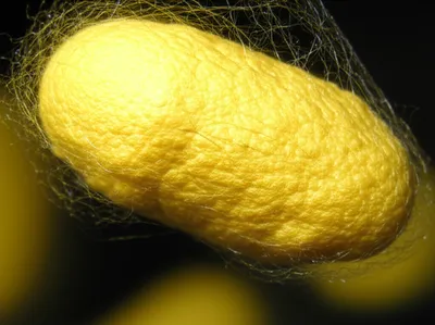 Illustration wove - Image 1