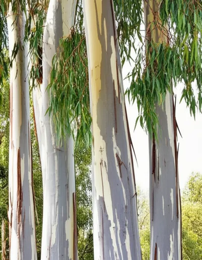 Illustration eucalyptus - Image 2