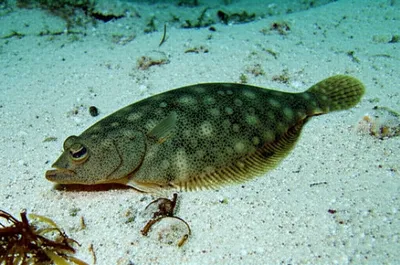 Illustration dab - Image 1