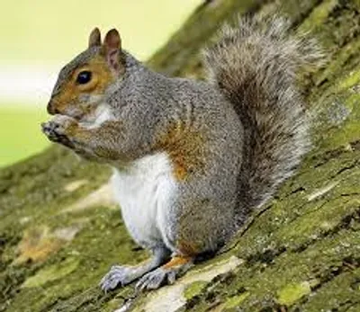 Illustration squirrel - Image 2